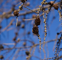 Naked branches of European Larch, Larix decidua with their small ovoid cones
