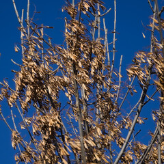 Dry fruit on naked winter branches of Fraxinus excelsior, European ash