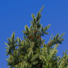 Evergreen branches of Douglas fir, Pseudotsuga menziesii