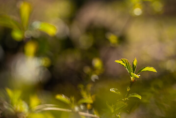 Zielone wiosenne liście, tło natury.