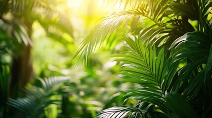 Dense Green Palm Leaves in Sunlight Creating Tropical Atmosphere