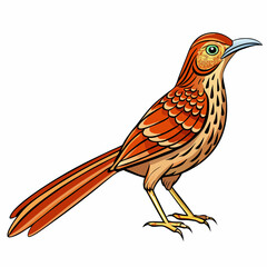 vector illustration of a brown thrasher