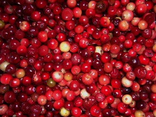 Bountiful harvest of vivid red fruits showcasing nature's beauty and abundance in a vibrant display of plump berries ready for collection