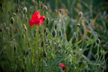 Red-flowered poppy, accent solo flower among hairy stems and shaggy buds dangling down. Floral texture. Wild poppy close up, dark green texture.