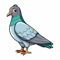 pigeon bird on a white background