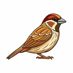 sparrow isolated on white background