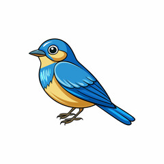 western blue bird on a branch