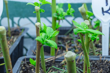Close-up of blueberry cuttings growing in black trays, with labeled markers indicating plant varieties.