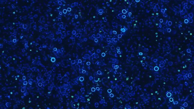 Many organisms are blue under the microscope.