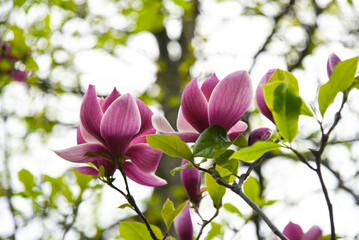 Obraz premium Pink magnolia flower with thick fresh petals on green background with light spots. Detailed bright streaks on petals.Blooming branch of magnolia tree. Hryshko National Botanical Garden, Kyiv, Ukraine 