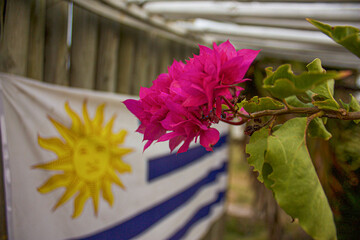 Closeup of flower and the Uruguayan national flag
