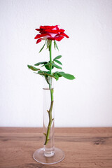 Red rose on white background