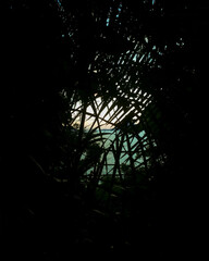 View from the jungle