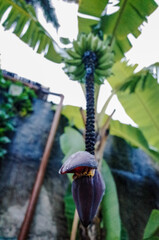 Closeup of a banana tree
