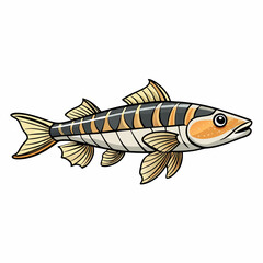 otocinclus fish on a white background