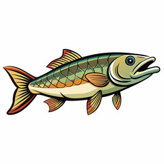 cichlid fish on a white background