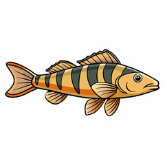 weather loach fish on white background