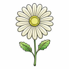 feverfew flower vector illustration