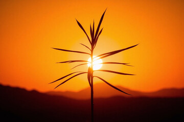 plant is silhouetted against the setting sun