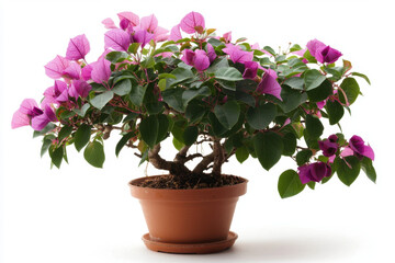 Isolated tree with flowering bougainvillea bush indoor plant arrangement vibrant pink blooms natural home decor close-up view indoor garden concept