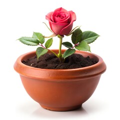 rose in pot on a white background