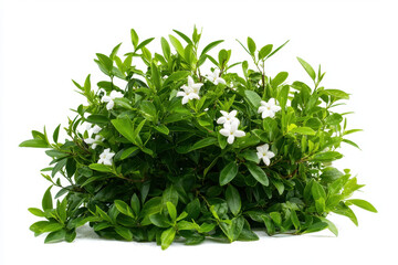 Obraz premium Isolated tree surrounded by a flowering jasmine bush nature scene green environment close-up view concept of serenity and isolation