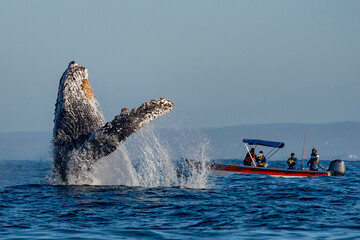 humpback whale breaching in front of whale watching boat in Todos Santos, Pacific Ocean, Baja California Sur Mexico