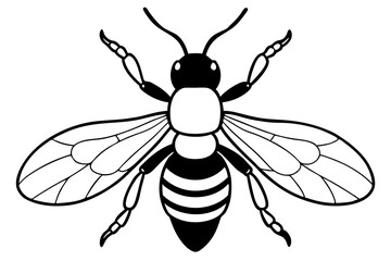 carpenter bee line art silhouette vector illustration