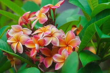 Plumeria flower.Pink yellow and white frangipani tropical flora, plumeria blossom blooming on tree.