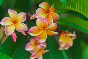 Plumeria flower.Pink yellow and white frangipani tropical flora, plumeria blossom blooming on tree.