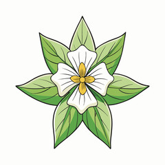 trillium flower vector illustration