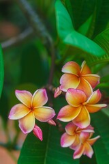 Plumeria flower.Pink yellow and white frangipani tropical flora, plumeria blossom blooming on tree.