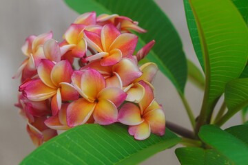 Plumeria flower.Pink yellow and white frangipani tropical flora, plumeria blossom blooming on tree.