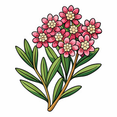 vector illustration of waxflower flowers
