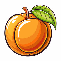 apricot fruit vector illustration