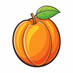 apricot fruit vector illustration