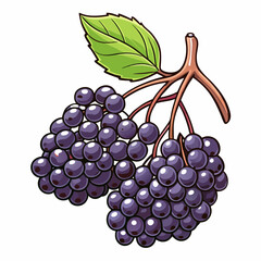 elderberry vector illustration