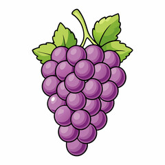 vector illustration of grapes