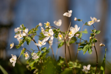 Kwiaty zdrojówki rutewkowatej ( Isopyrum thalictroides) w lesie, marzec 2025.