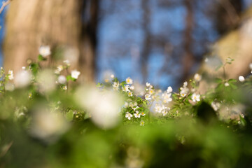 Kwiaty zdrojówki rutewkowatej ( Isopyrum thalictroides) w lesie, marzec 2025.