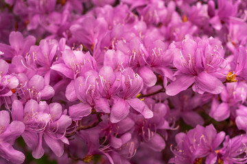 Close up bright pink flowers rhododendron. Delicate petals, saturated color flowering plant. Floral background.