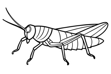 grasshopper line art silhouette vector illustration