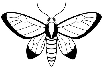 hawk moth line art silhouette vector illustration