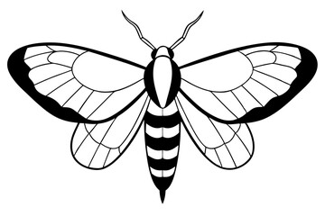 hawk moth line art silhouette vector illustration