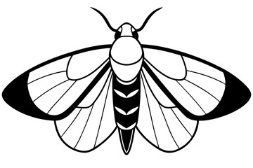 hawk moth line art silhouette vector illustration
