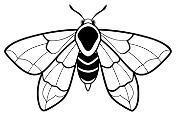 hawk moth line art silhouette vector illustration