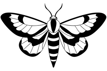 hawk moth line art silhouette vector illustration