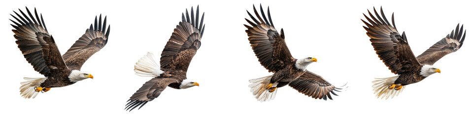 Obraz premium Powerful and graceful bald eagle soaring through the sky showcasing its impressive wingspan and keen hunting skills as a formidable predator of the wilderness