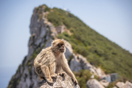 Portrait of Barbary Macaque with Rock of Gibraltar during Sunny Day. Furry Macaca Sylvanus in Nature Reserve.