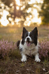 Border Collie Smiles in Meadow with Pink Heather and Bokeh Background. Vertical Portrait of Black and White Dog Lying Down in Nature.